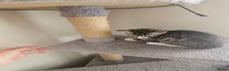 Mixed Breed cats for sale: 2 kittens for sale 1 male and 1 female in Tadley - Advert 3