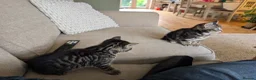 Domestic Shorthair cats for sale: Beautiful male kittens in Sheffield - Advert 3
