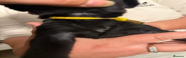 Labrador Retriever 3