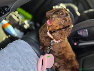 Dachshund dogs for sale - Advert 1