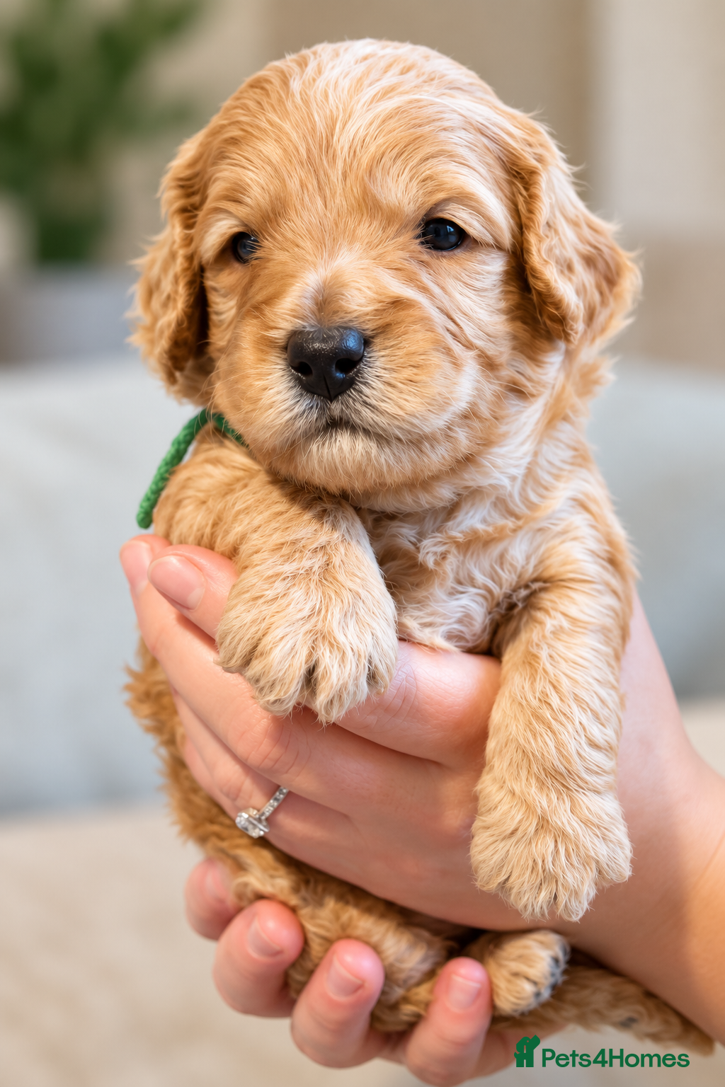 Cockapoo dogs for sale: Beautiful F2 Cockapoo Puppies  - Advert 2