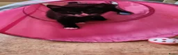 Mixed Breed cats for sale: 2 kittens for sale  - Advert 6