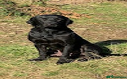 Labrador Retriever dogs for sale: QUALITY HEALTH TESTED KC LABRADOR PUPPIES  - Image 14
