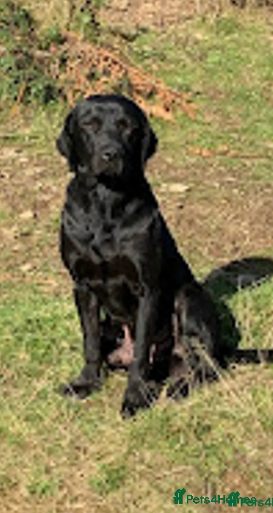 Labrador Retriever dogs for sale: QUALITY HEALTH TESTED KC LABRADOR PUPPIES  - Image 14