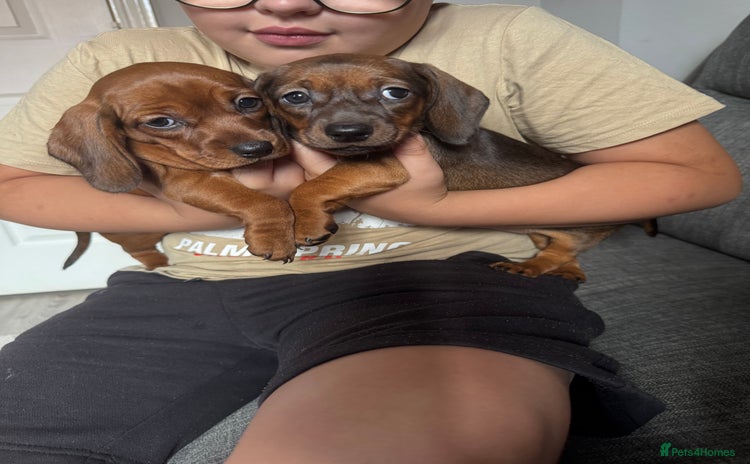 Mixed Breed dogs - Advert 4