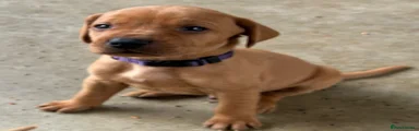 Purple collar