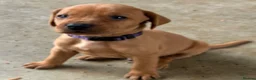 Labrador Retriever dogs for sale: F1 Labrador x Vizsla - Advert 25
