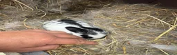 Mixed Breed rabbits for sale: Beautiful bunnies in Luton - Advert 4