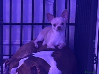 Chihuahua dogs *STUD NOT SALE* in Burnham-on-Crouch - Advert 2