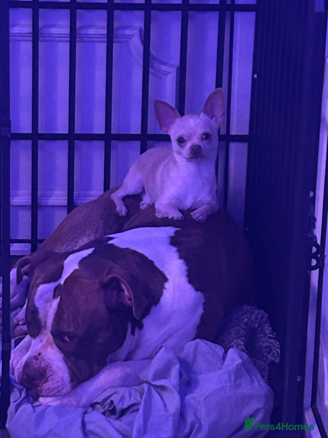 Chihuahua dogs for stud: *STUD NOT SALE* in Burnham-on-Crouch - Advert 1