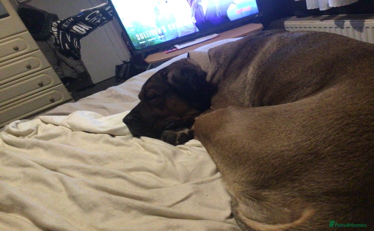 Cane Corso dogs 2year old female cane corso  - Advert 2