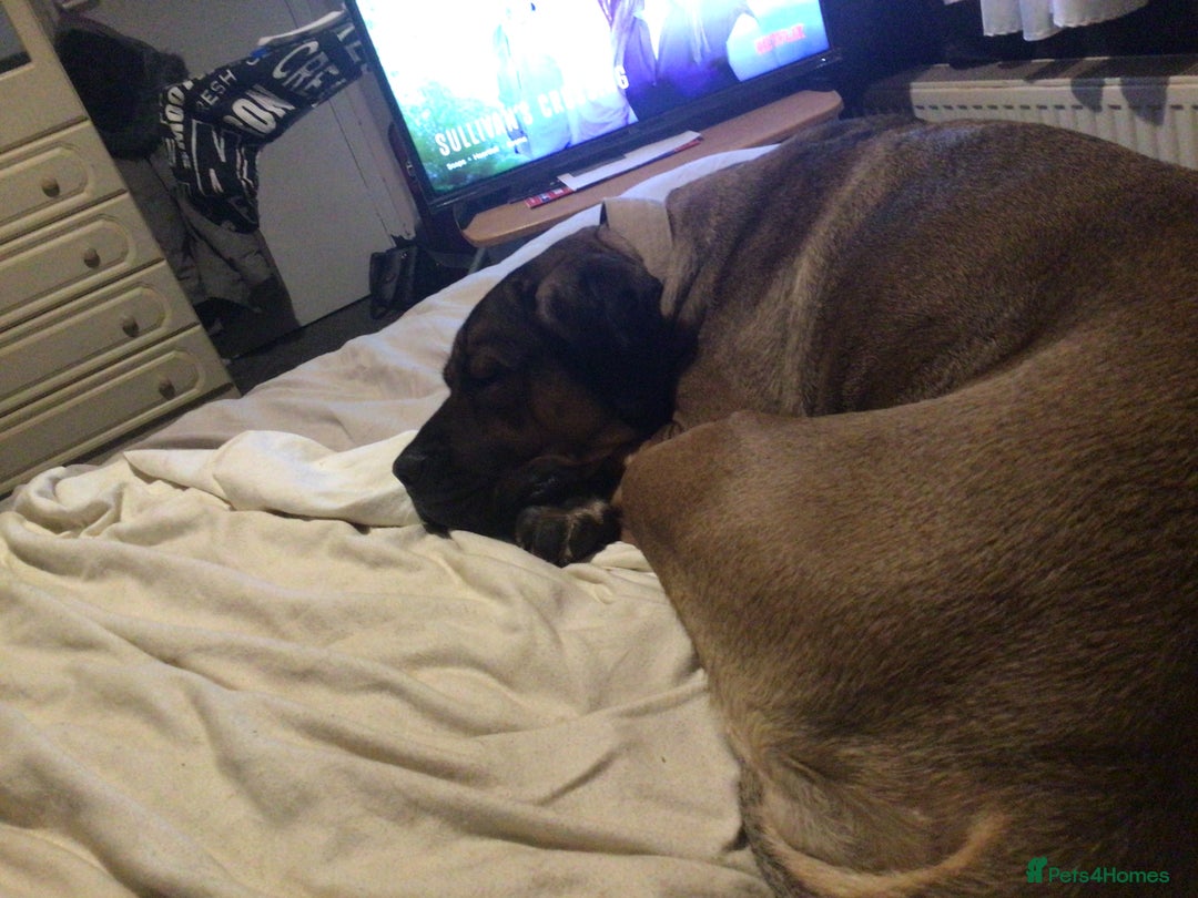 Cane Corso dogs for sale: 2year old female cane corso  - Advert 1