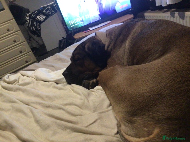 Cane Corso dogs 2year old female cane corso - Advert 1