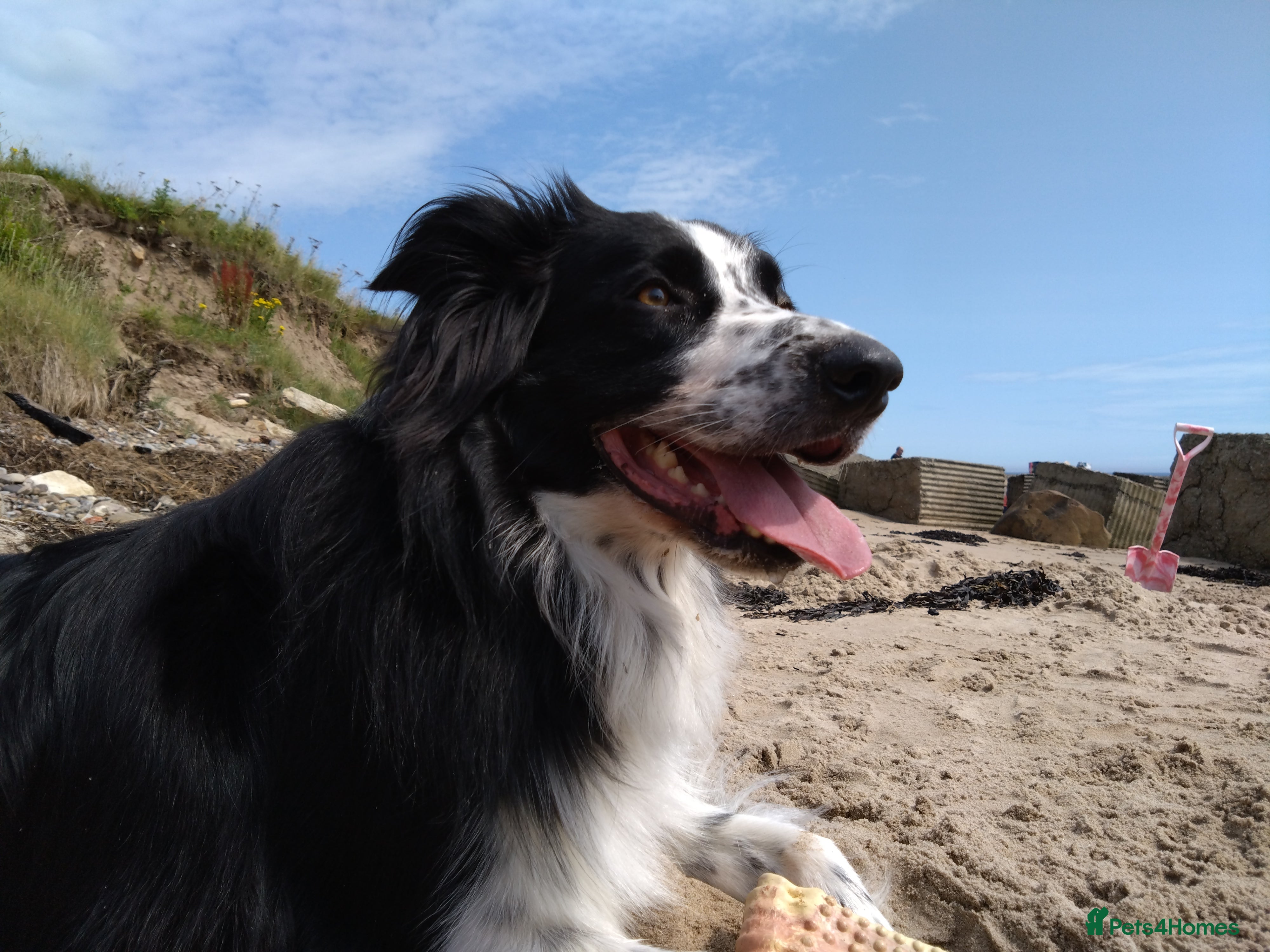 Border Collie dogs Digby - 5 Year Old Neutered Male Border Collue - Advert 15