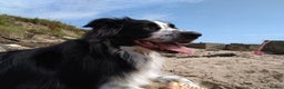 Border Collie dogs for sale: Digby - 5 Year Old Neutered Male Border Collue - Advert 1