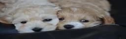 Toy Poodle dogs for stud: 🌹 RED TOY POODLE 9 INCH 2.8 KG HEALTH TESTED 🌹 - Advert 23