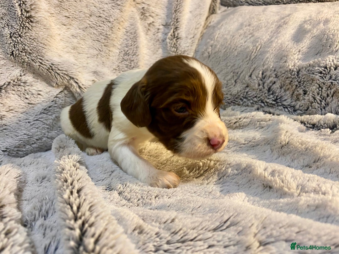 English Springer Spaniel dogs for sale: English springer spaniel pups  - Advert 16
