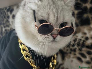 British Shorthair cats ACTIVE reg 𝑮𝑪𝑪𝑭/TICA BSH CHINCHILLA 🏆 in Ilford - Advert 13