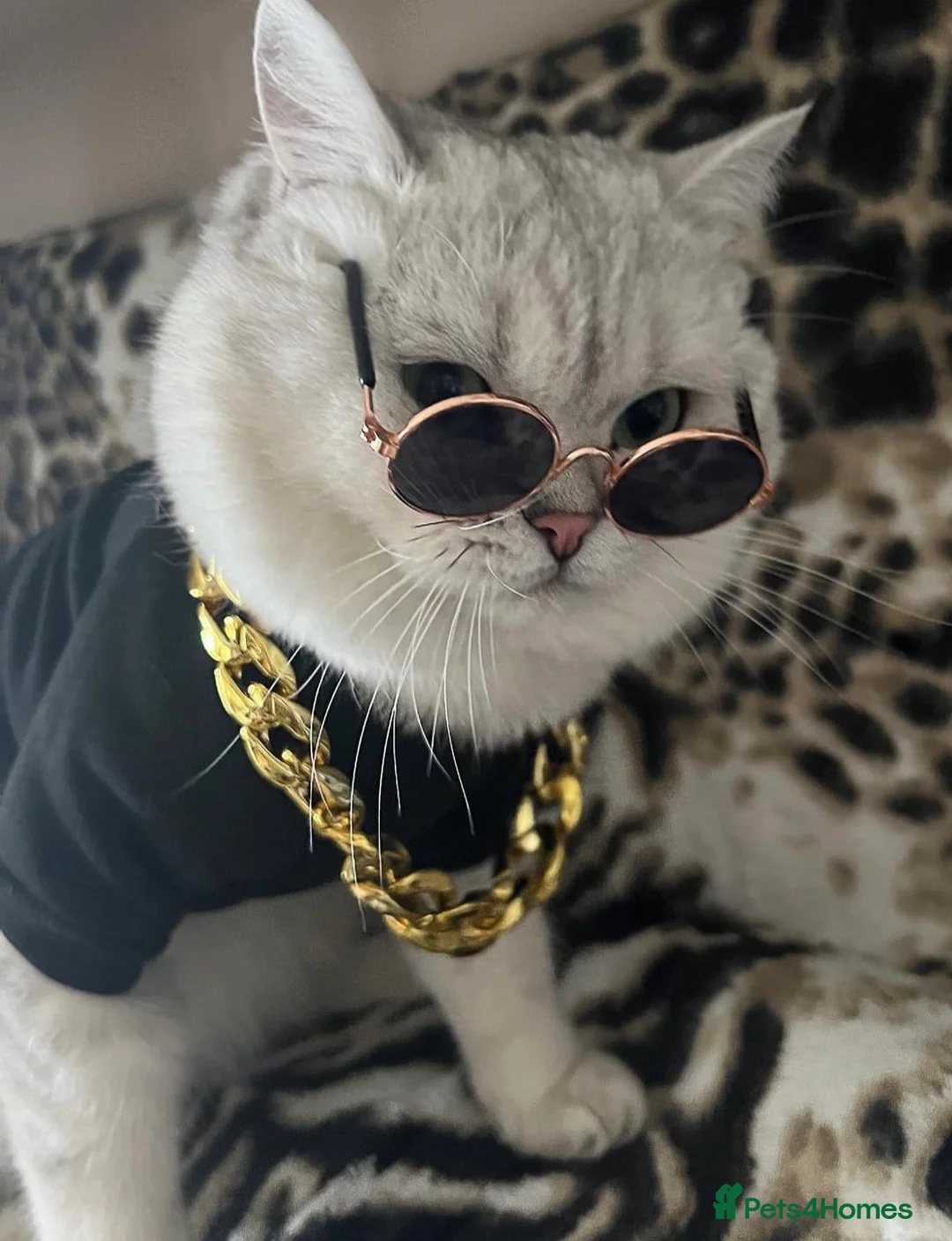 British Shorthair cats for stud: ACTIVE reg 𝑮𝑪𝑪𝑭/TICA BSH CHINCHILLA 🏆 in Ilford - Advert 2