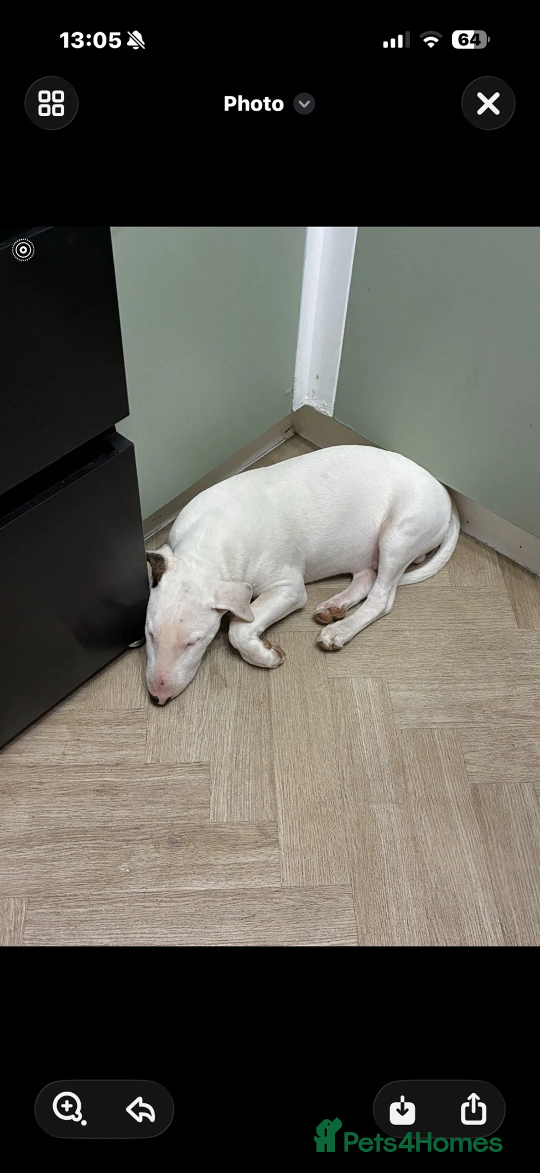 English Bull Terrier dogs for sale: 5 MONTH OLD English bull terrier  - Advert 1