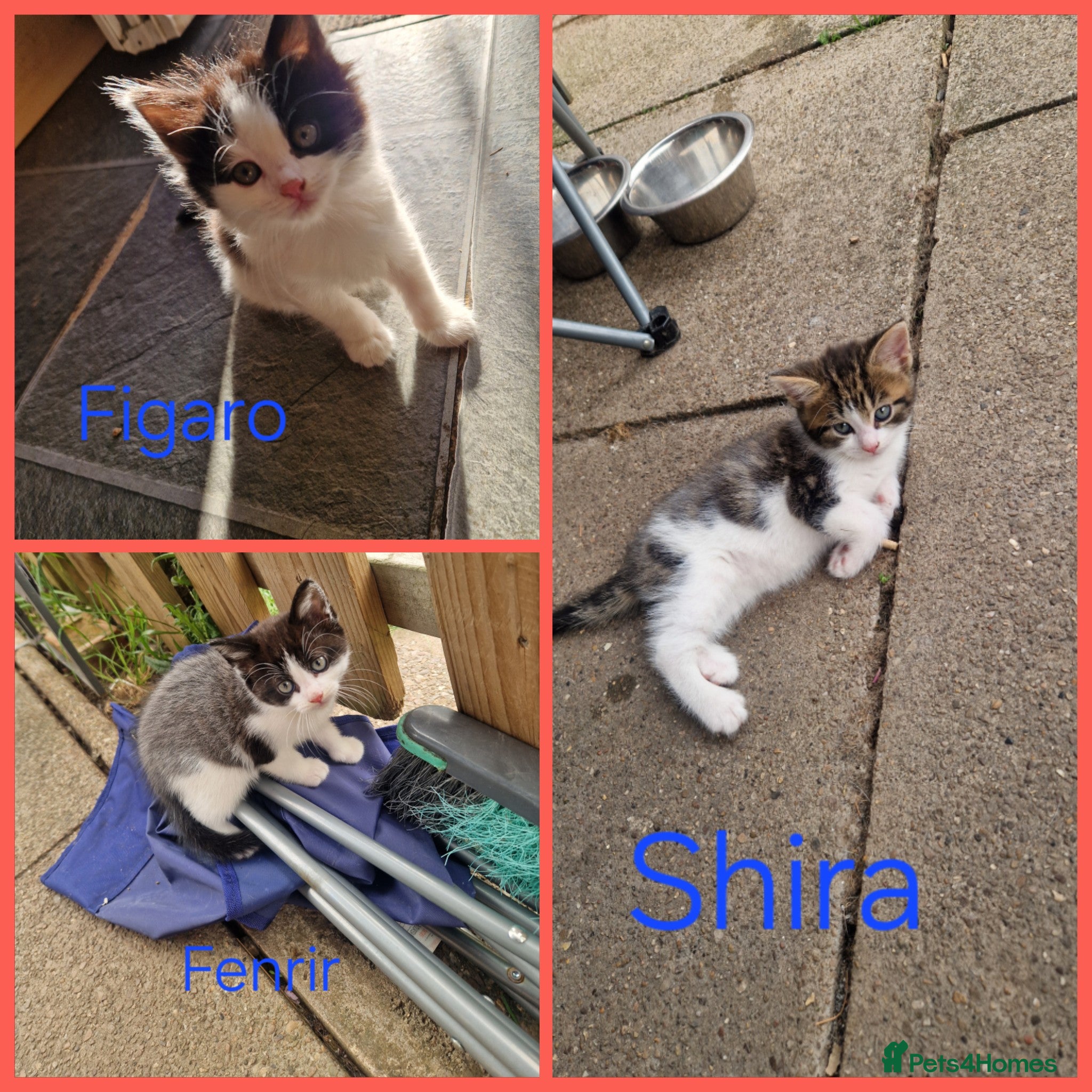 Mixed Breed cats Maine coon cross - Advert 6