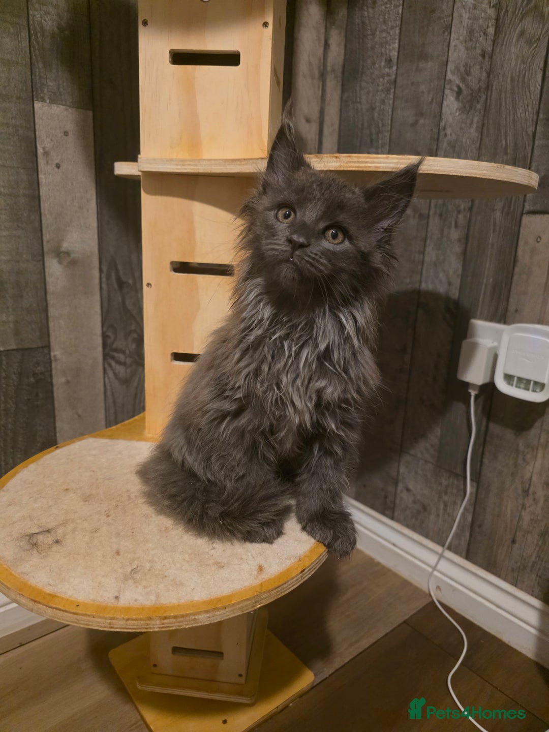 Maine Coon cats for sale: Maine Coon kittens avaliable - Image 22