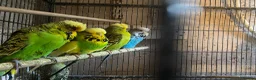 Budgerigars birds for sale: Young budgies for sale ,many available  - Advert 11