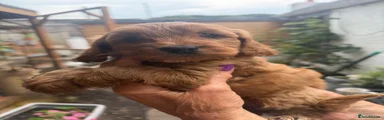 Cockapoo Puppy 4