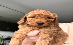 Cockapoo dogs for sale: Female Red Cockapoo Puppies  - Image 7