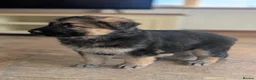 German Shepherd dogs for sale: KC Registered German Shepherd Puppies 🐾  - Advert 11
