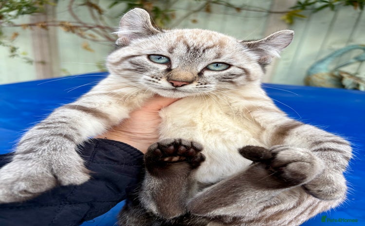 Keetso cats - Advert 3