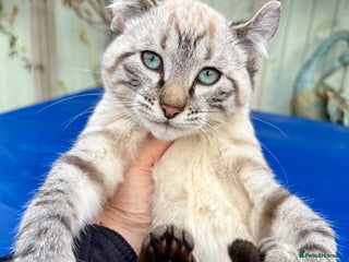 Keetso cats - Advert 4