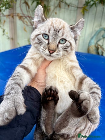 Keetso cats - Advert 1