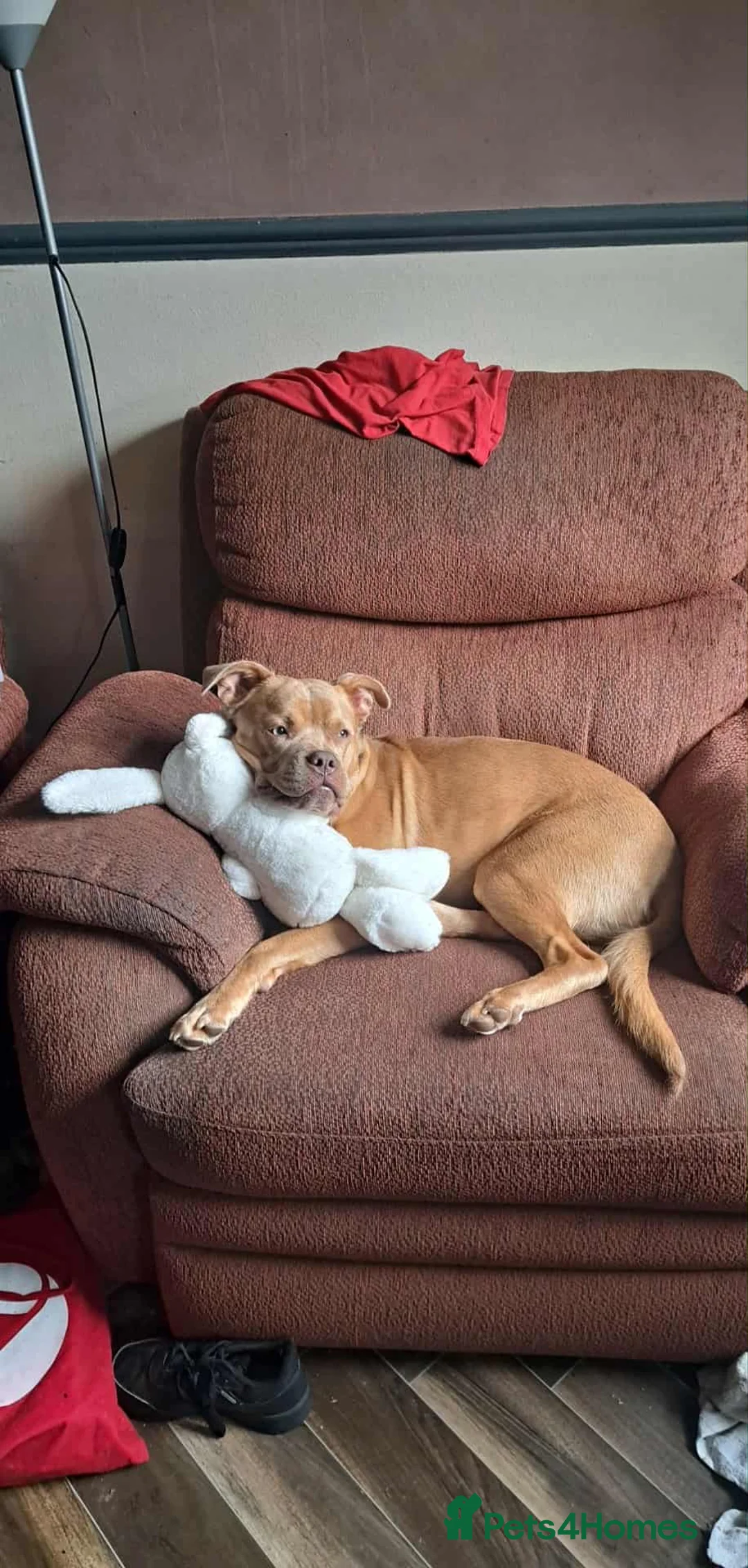 American Bully dogs for stud: American bully x American staffy for studding. - Advert 2