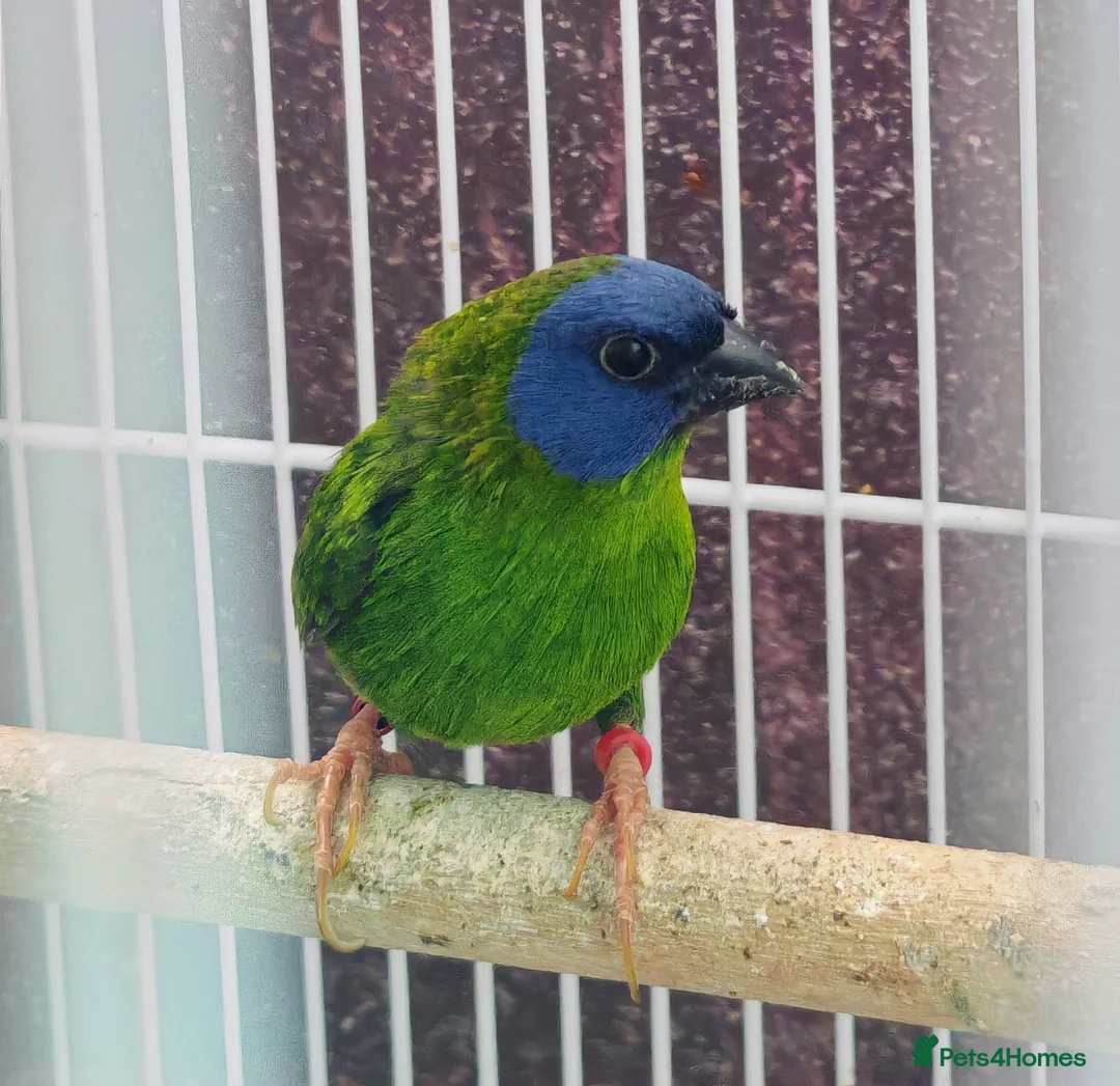 Finches birds for sale: Blue faced parrot finch in Ilford - Advert 1