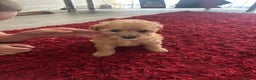 Cavapoo dogs for sale: Girl cavapoo - Advert 4