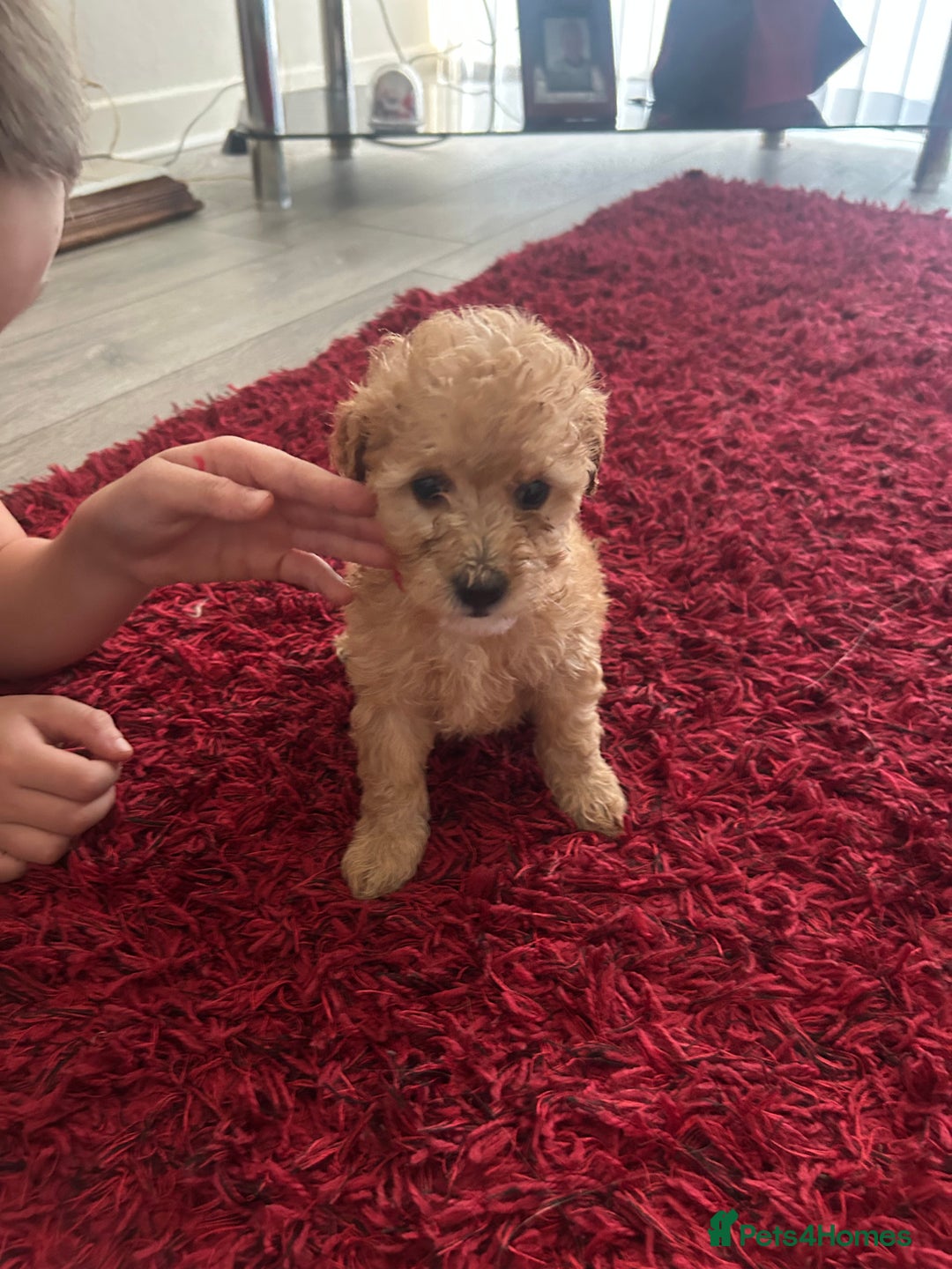 Cavapoo dogs for sale: Girl cavapoo - Advert 4