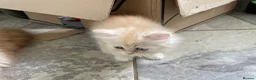 Persian cats for sale: Persian kittens in Rugby - Advert 5