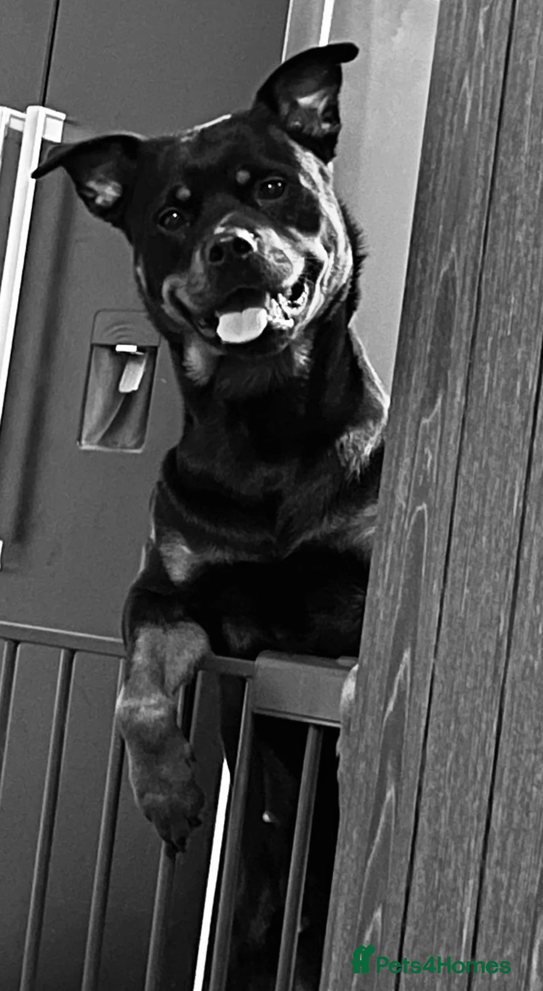 Rottweiler dogs for sale: Rottweilers for sale 2 males 1 female  - Advert 1