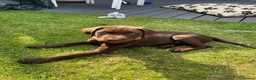 Labrador Retriever dogs for sale: Labrador puppy  - Advert 2