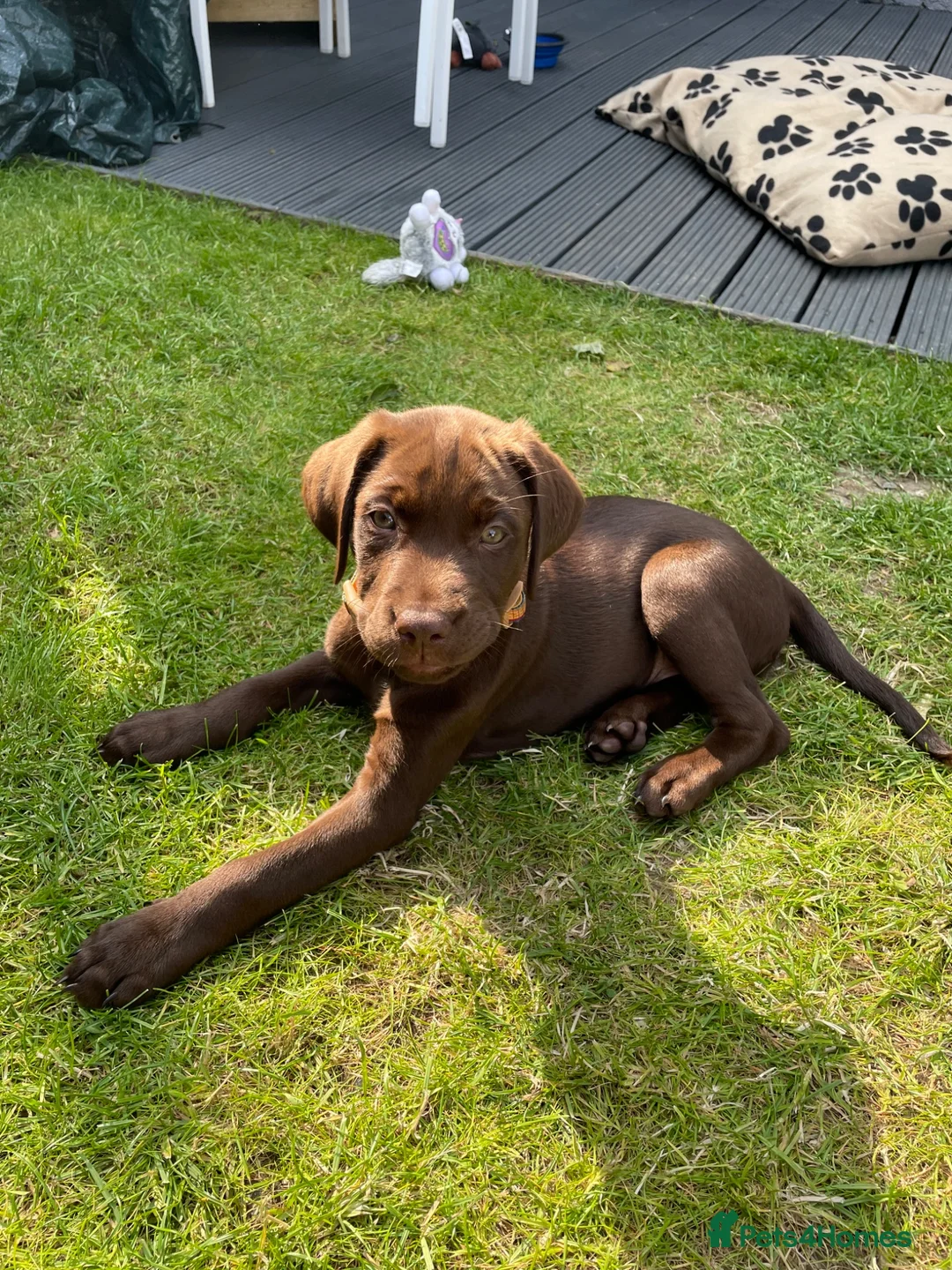 Labrador Retriever dogs for sale: Labrador puppy  - Advert 2