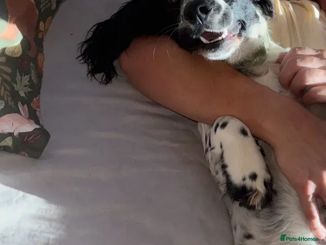 Sprocker dogs I have my beautiful luna here - Advert 2