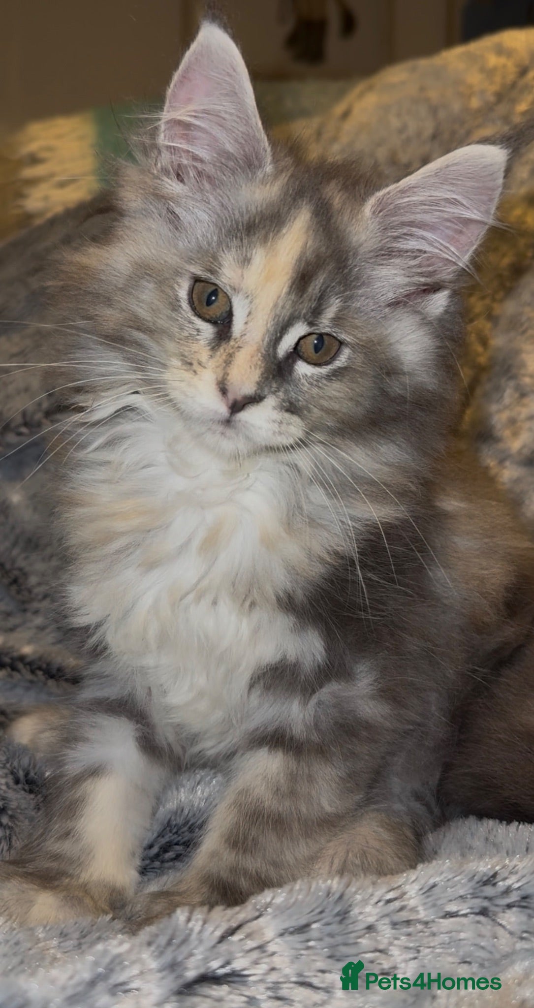 Maine Coon cats Health tested TICA Maine Coon Kittens  - Advert 9