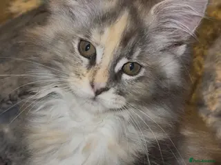 Maine Coon cats Health tested TICA Maine Coon Kittens - Advert 1