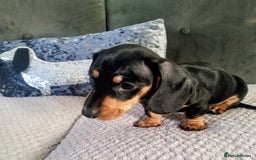 Dachshund dogs for sale: MINIATURE DACHSHUND!Only boy left. - Image 11