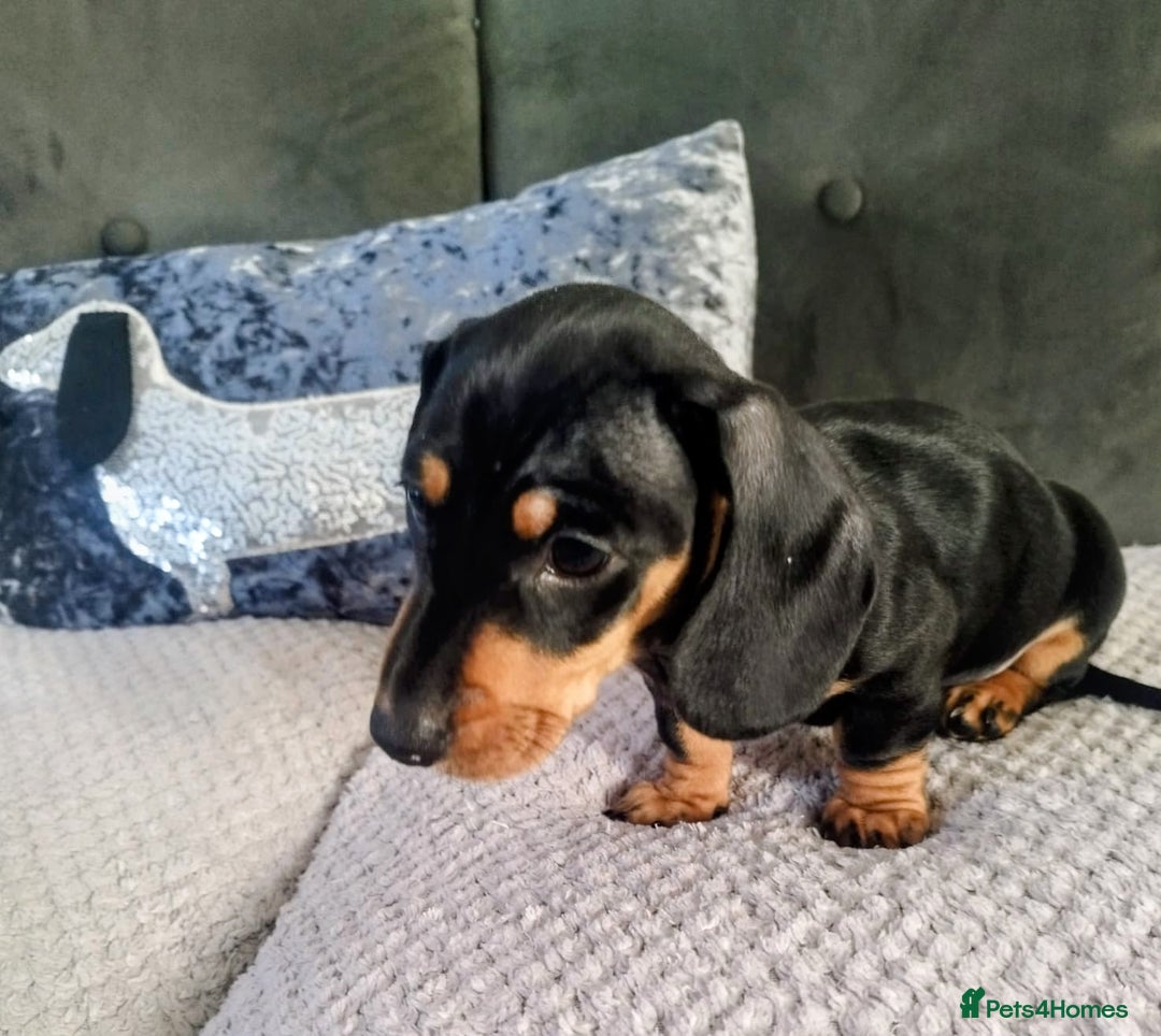 Dachshund dogs for sale: MINIATURE DACHSHUND!Only boy left. - Image 11