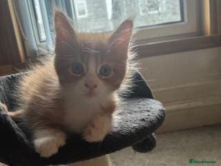 Maine Coon cats Beautiful Pedigree Main Coon Kittens - Advert 6