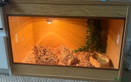 Corn Snake reptiles for sale: Corn snake  - Image 3