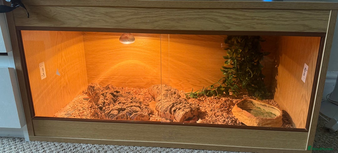 Corn Snake reptiles for sale: Corn snake  - Image 3