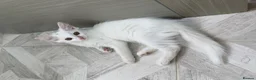 Turkish Angora cats for sale: Beautiful 2 Turkish Angora kittens - Advert 5